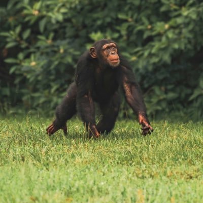 ch1mpsol's profile picture. are we there yet