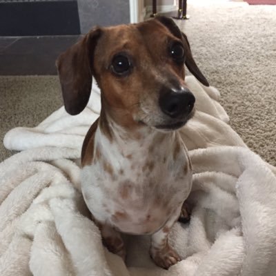 egirlraptor's profile picture. I miss my dog. Yamen❤️