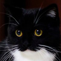 mr. soup (@mrcobsonsoupman) 's Twitter Profile