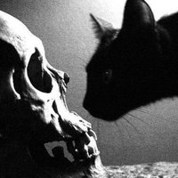 🖤🦇🖤 AL THE COLORS OF THE DARK 🖤🦇🖤 (@afizgig) 's Twitter Profile