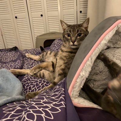(she/her) 🏳️🌈🏳️⚧️NC Native/Cat Mom/Real Estate Advisor