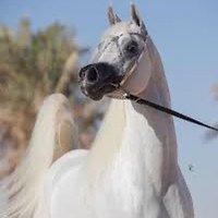 🇸🇦Abdullah🇸🇦 (@df_203) 's Twitter Profile Photo 🇸🇦Abdullah🇸🇦 (@df_203) 's Twitter Profile Photo