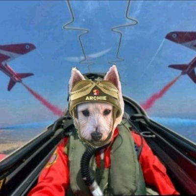 archiesday's profile picture. A #Westie in the prime of my life B:07/06/11 Rescued to my now forever home. Taking each day as it comes. Cheeky-Pampered​ & Loved