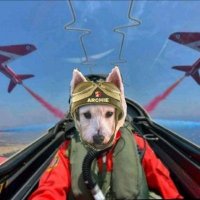 Archie B. (@archiesday) 's Twitter Profile