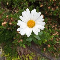 AChakra (@achakra) 's Twitter Profile Photo