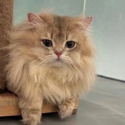 zhujiay87403672's profile picture. YuYuo3o