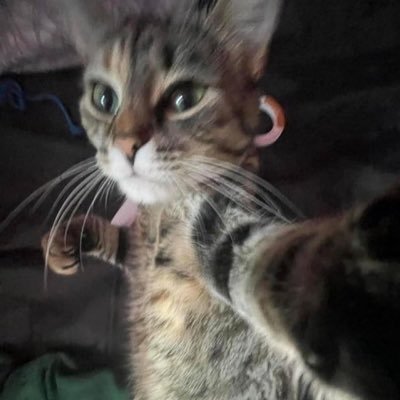 Grizzcomplol's profile picture. big bear with a big d lol 21