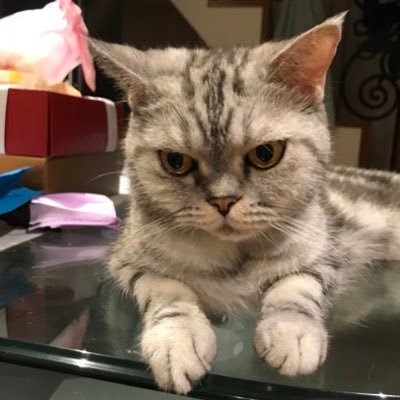 Carollin0310's profile picture. 🦜 HOLDER、Advocates 🦜$NIAO TO THE MOON!