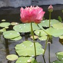 Flora Teng - @XyFlora - Twitter