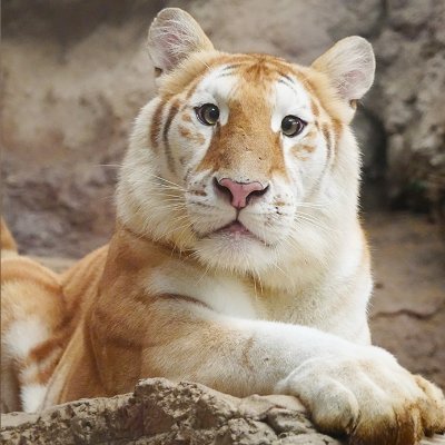 AvacutetigerðŊ Profile
