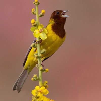 Iranian freelance wildlife documentary maker and photographer