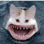 Idk1036493629's profile picture. Random Guy from Germany that exists in your Nightmares
