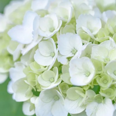 繋がらないアップルペンシルに見切りをつけてエレコムのペンに頼っている 生活 同じ話を毎日する こっちではリスチャンって呼んで🐿️めちゃくちゃ大人 (@itsumoaitai5)