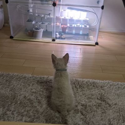 tanerocharme's profile picture. 多肉植物、猫とゆるだら生きてます。キヨ、ドコムス、PｰPゲーム実況観るのが趣味。今のブームは映画館行くこと、ポケモンZA、新堂藍(♂)さんの動画配信追うこと、その他Switchゲーをちまちま。