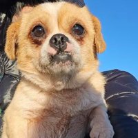 Paws of China (@pawsofchina) 's Twitter Profile Photo Paws of China (@pawsofchina) 's Twitter Profile Photo