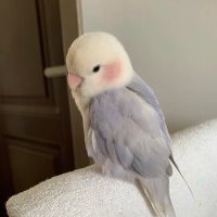 flowery day (@day_flowery) 's Twitter Profile