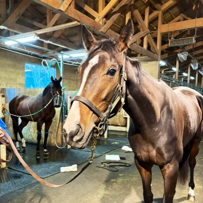 ほぼ競馬。社台TC・サンデーTC・キャロット・インゼル・DMMで出資。出資馬重賞勝ち🏆 🐎シンハライト 優駿牝馬 チューリップ賞 ローズS 🐎クリプトグラム 目黒記念🐎デアレガーロ 京都牝馬S🐎センテリュオオールカマー