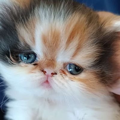 NabelaOmar70609's profile picture. 