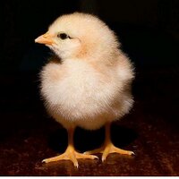 Penn (@penn36) 's Twitter Profile