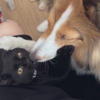 あんこもち🐶🐈⬛ (@socks_sukisugi) 's Twitter Profile