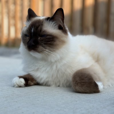 purchase_dave_'s profile picture. Sports - Crypto - Cats - memes