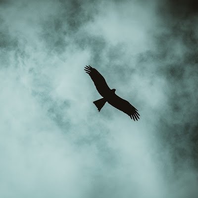 IppaHan53246's profile picture. 