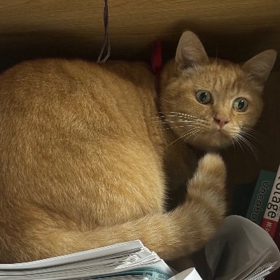 Hh0305918313014's profile picture. @勉強垢　
中3 不登校　渋幕志望　フォロー待ってます