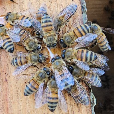 biscuitgrease's profile picture. ↑nun↓