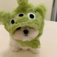 경하 (@kyunfhi_) 's Twitter Profile Photo