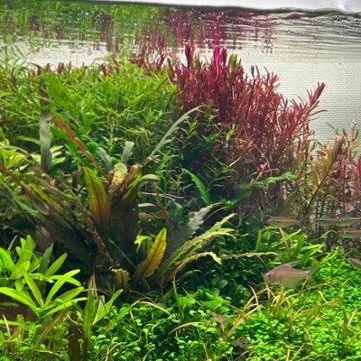 Inda10goqStudio's profile picture. 日記感覚のアクアリウム記録 関わってくれている方、アクア垢を中心にフォローしています🫡