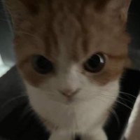 ♩ (@f5c5dek) 's Twitter Profile