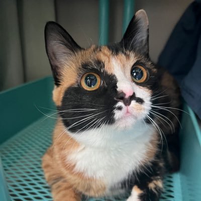 liupengpanda's profile picture. 