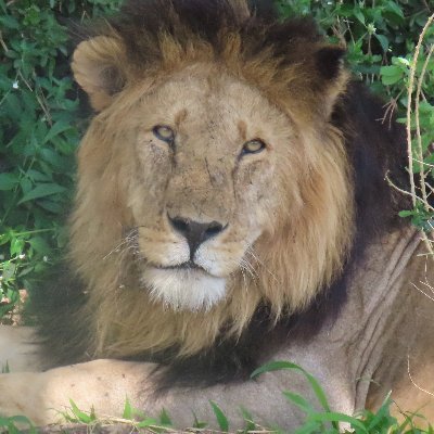 __Lulin__'s profile picture. 🦄