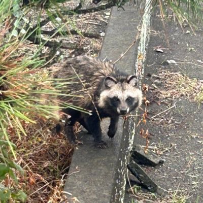 桜餅さんのプロフィール画像