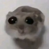 Gromit Mug (@mostsillygoose) 's Twitter Profile Photo Gromit Mug (@mostsillygoose) 's Twitter Profile Photo