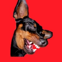 A little Mini Pinscher $PINCI (@mini_pinschi) 's Twitter Profile