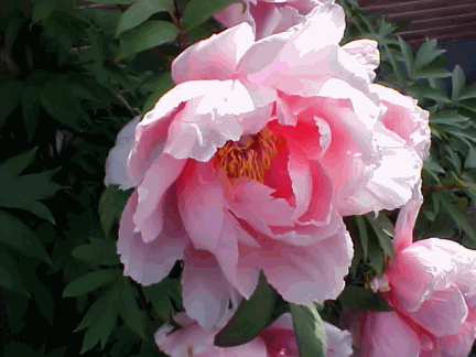 HelpOurElderly's profile picture. 