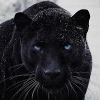 Panthera (@the_panthera_) 's Twitter Profile Photo Panthera (@the_panthera_) 's Twitter Profile Photo