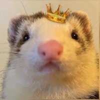 $FLOOF (@floof_noodles) 's Twitter Profile