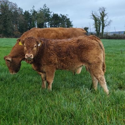 Suckler-beef enterprise in Fethard Co Tipperary. Bannixtown Limousin and Angus. Into anything farming 👍🏻