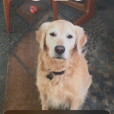 GoldenDogsCA's profile picture. Fav past Presidents: Thomas Jefferson, Reagan, Trump.  Constitutional originalist. Dog’s are God’s gift to mankind.