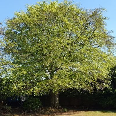 Rosicrucean's profile picture. I'm a misanthrope. Which means I hate everyone without prejudice.