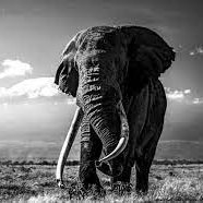 Horstmann_Matt's profile picture. 