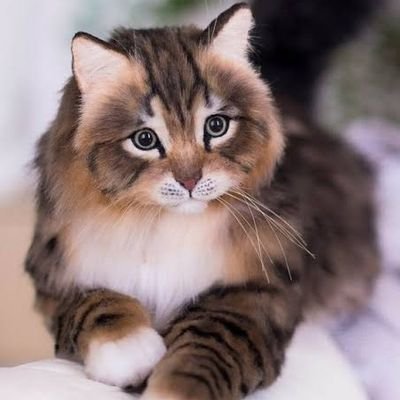 TreasureA22613's profile picture. $FAN Maxi