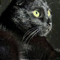 Елена Моисеева (@eamoiseeva) 's Twitter Profile