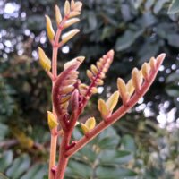 Vivero el vautral (@coihuesyhualles) 's Twitter Profile Photo Vivero el vautral (@coihuesyhualles) 's Twitter Profile Photo