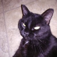 GutterKing (@imthegutterking) 's Twitter Profile