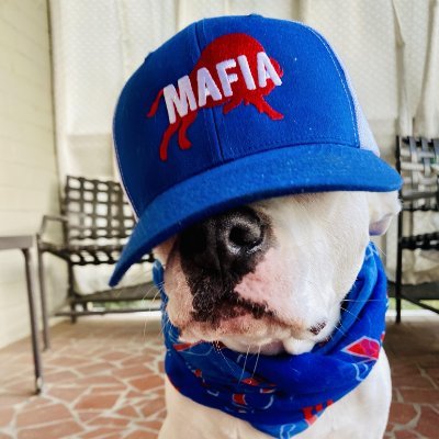 dog enthusiast, pitbull advocate, journalist, writer, handbag addict, rockin' car singer, loves midcentury modern & all things Buffalo. GO BILLS!!!