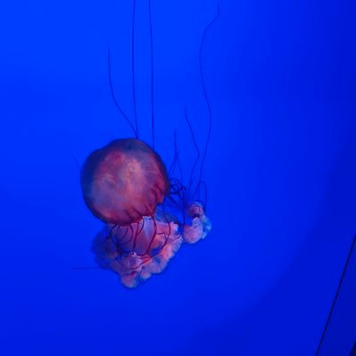 anfasaci's profile picture. 