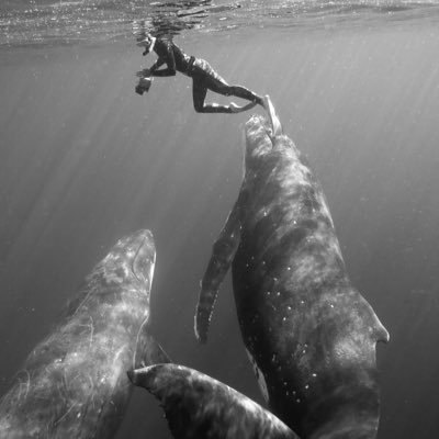 baby1745694's profile picture. Buying & selling sports cards. PC: Aaron Rodgers RC, vintage Bart Starr, Willie Mays, Lou Gehrig. #FielderCards  eBay:mrtrammell3